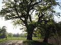Ev4-B