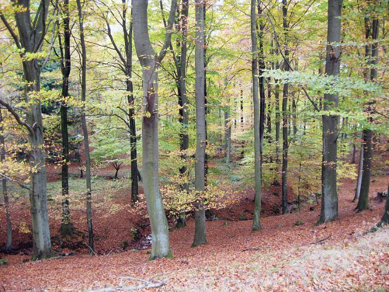 Walk-R1-E.jpg