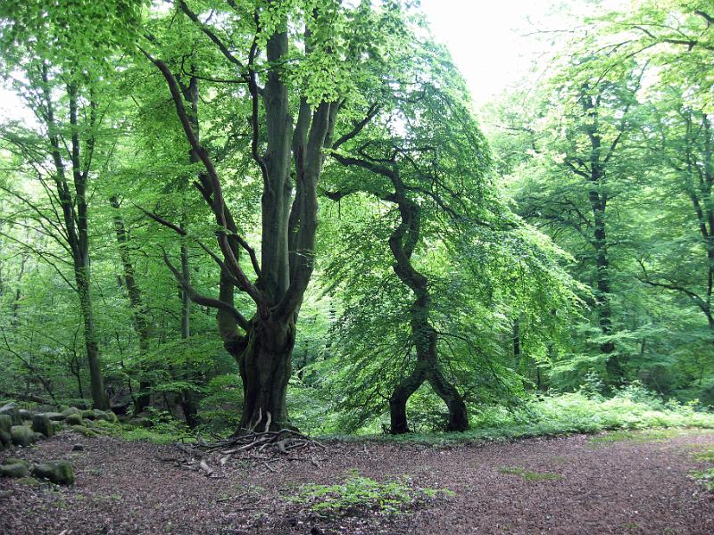 Walk-R8_002.jpg