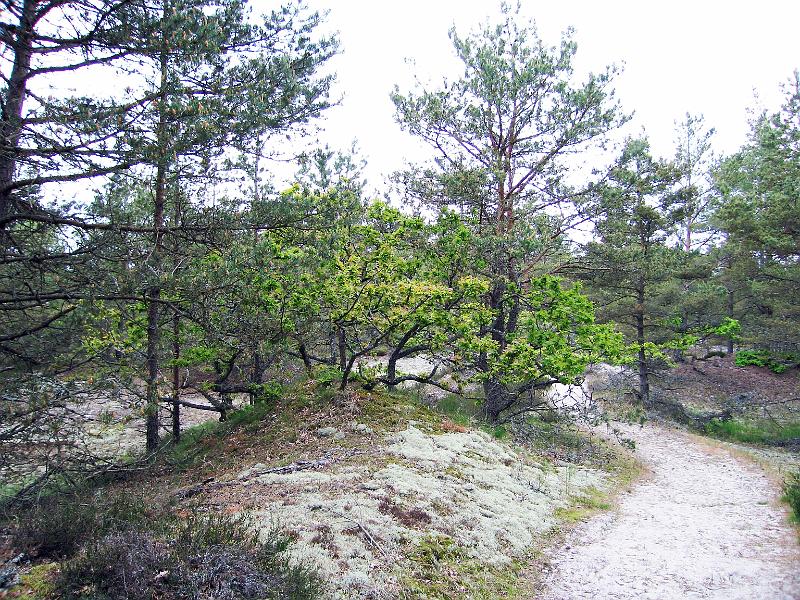 Walk-8-C.jpg