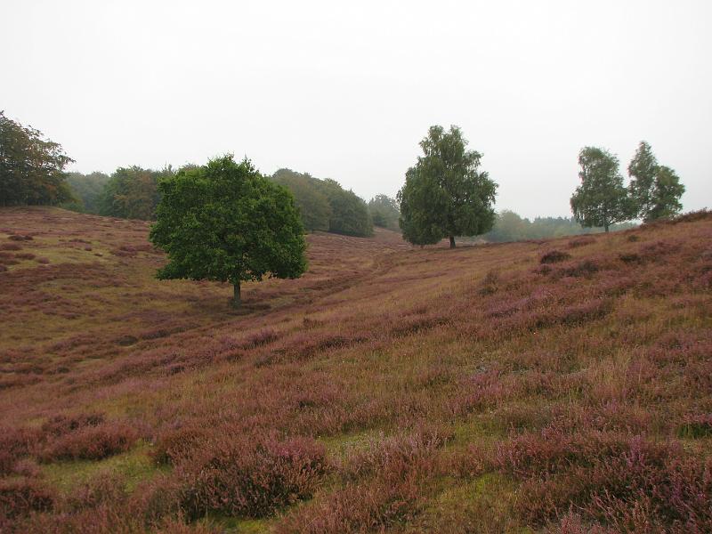 RP10_12.JPG
