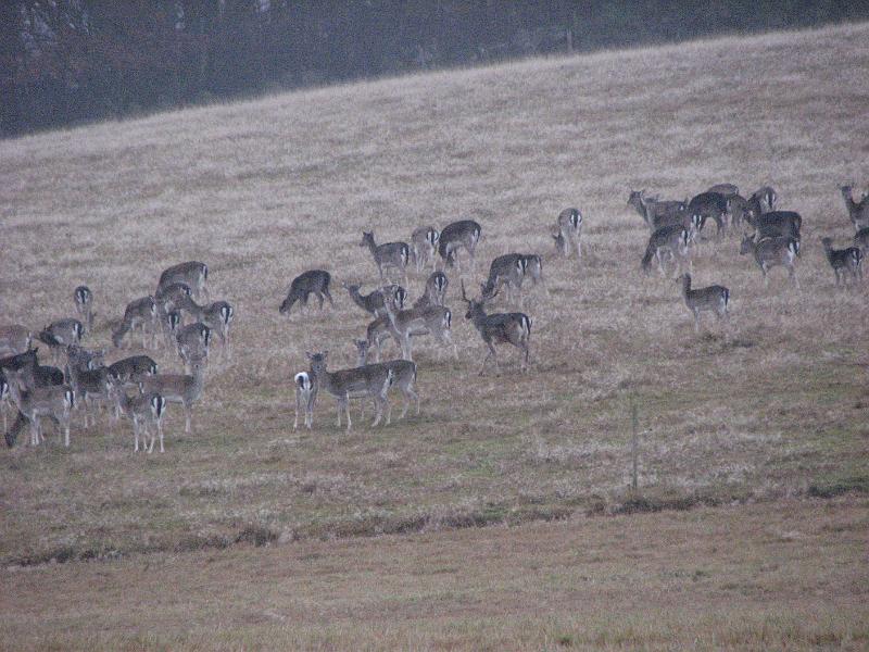 RP11_05.JPG