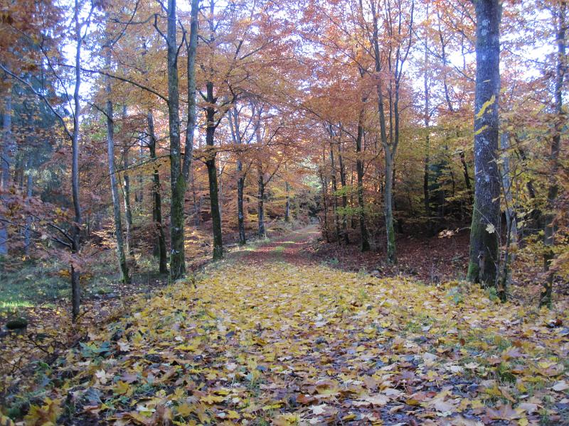 RP15_07.JPG