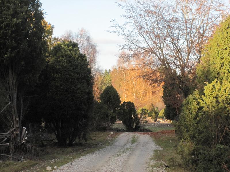 RP9_10.JPG